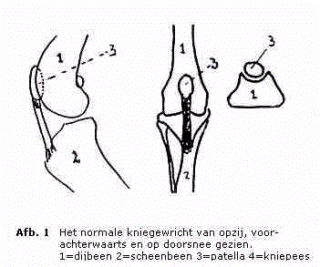 Patella figuur 1