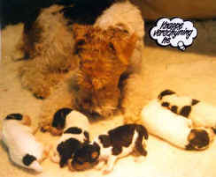 Tooty met haar puppen: Bo, Promise, Toby, Yuki en Lotje