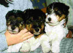 Max., Tyco en Bart